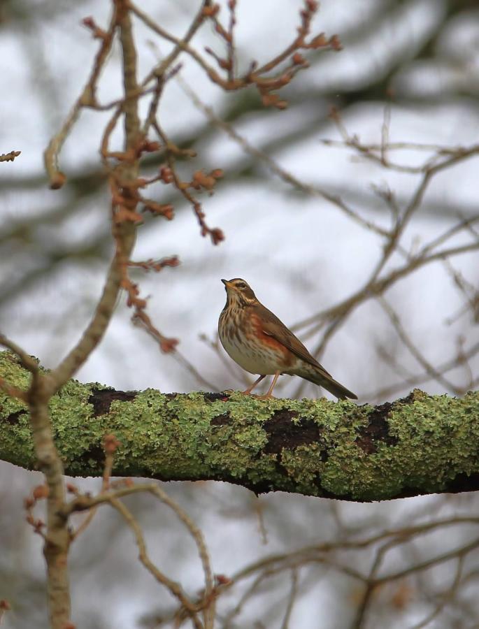 Aux Arbres Chanteurs Ploulech ภายนอก รูปภาพ