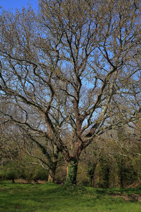 Aux Arbres Chanteurs Ploulech ภายนอก รูปภาพ