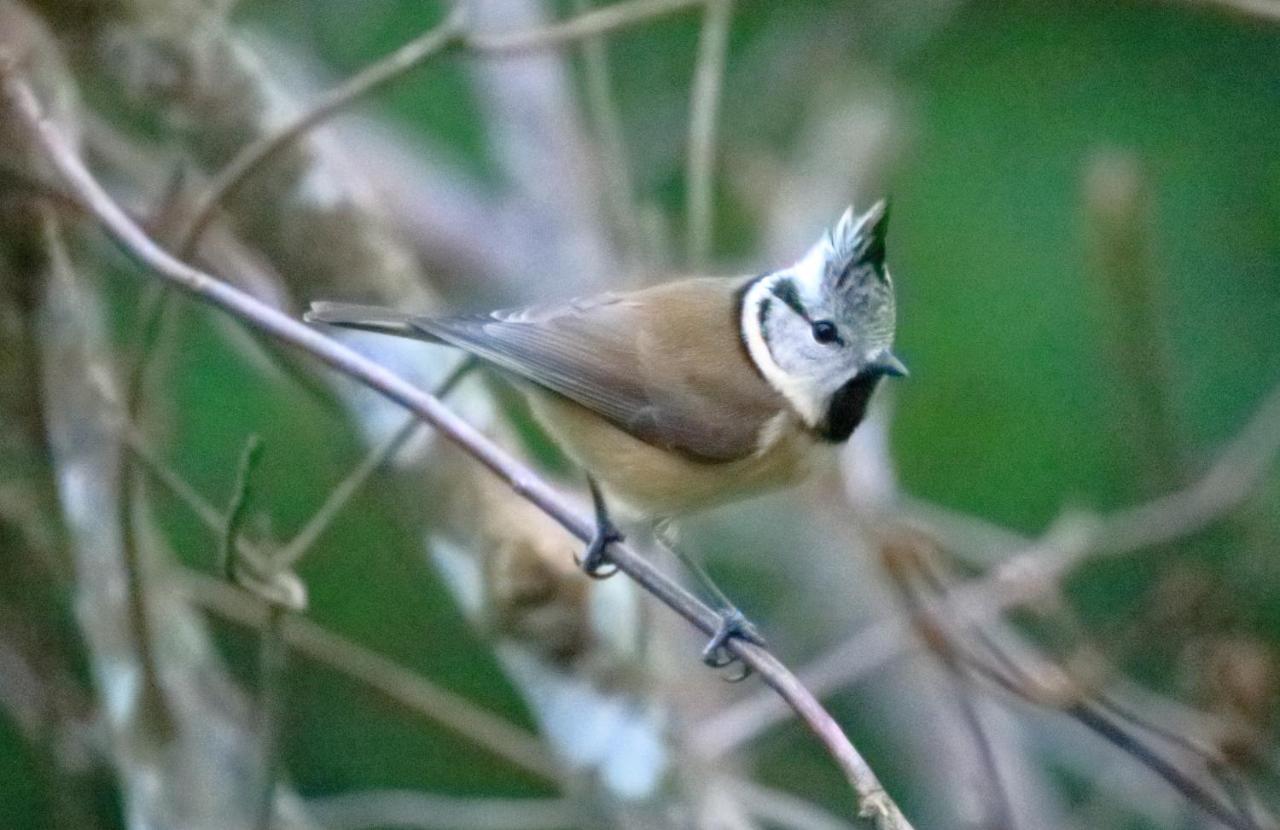 Aux Arbres Chanteurs Ploulech ภายนอก รูปภาพ