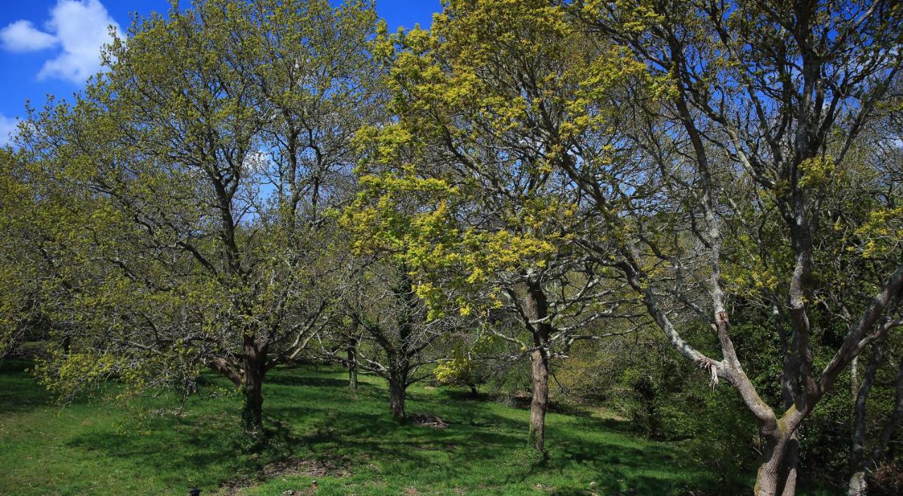 Aux Arbres Chanteurs Ploulech ภายนอก รูปภาพ