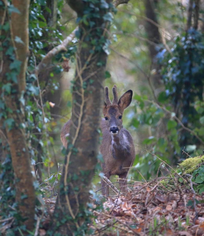 Aux Arbres Chanteurs Ploulech ภายนอก รูปภาพ